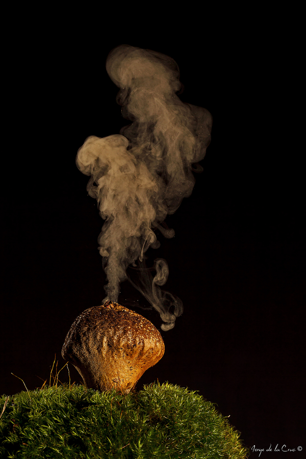 Lycoperdon esporando