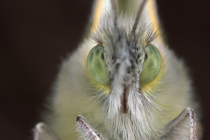 Ojos de belemia