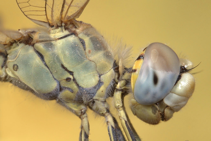 Sympetrum hembra