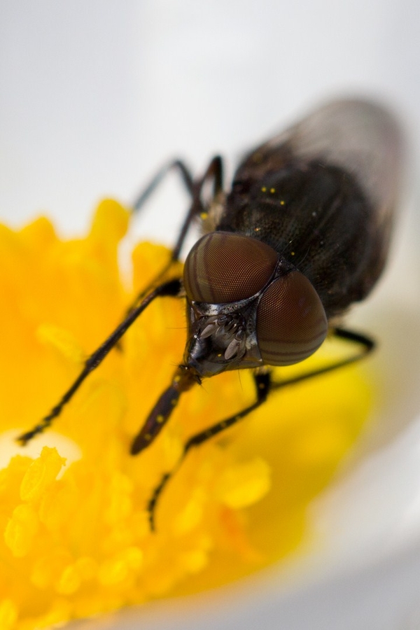 Mosca