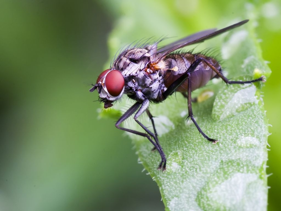 MOSCA
