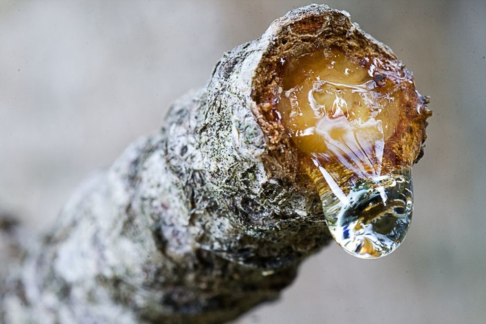 Gota con reflejos