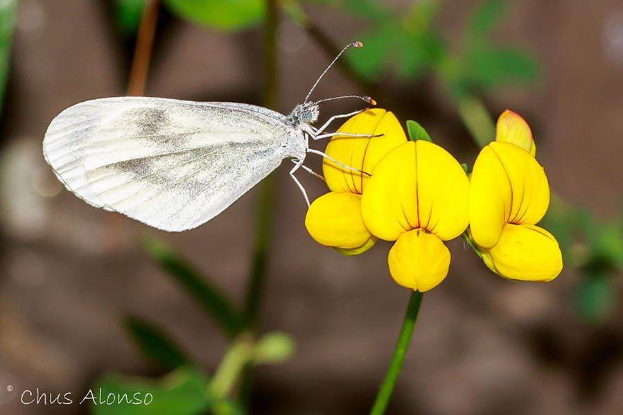 Little butterfly