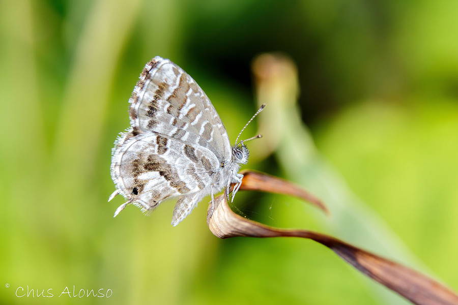 Mariposa