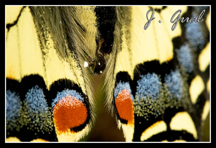 Reportaje filtracion liquidos Papilio Machaon