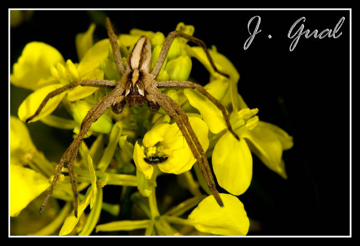 Pisaura Mirabilis