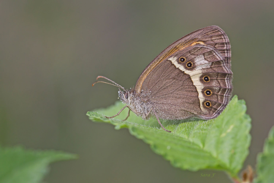 Pyronia bathseba