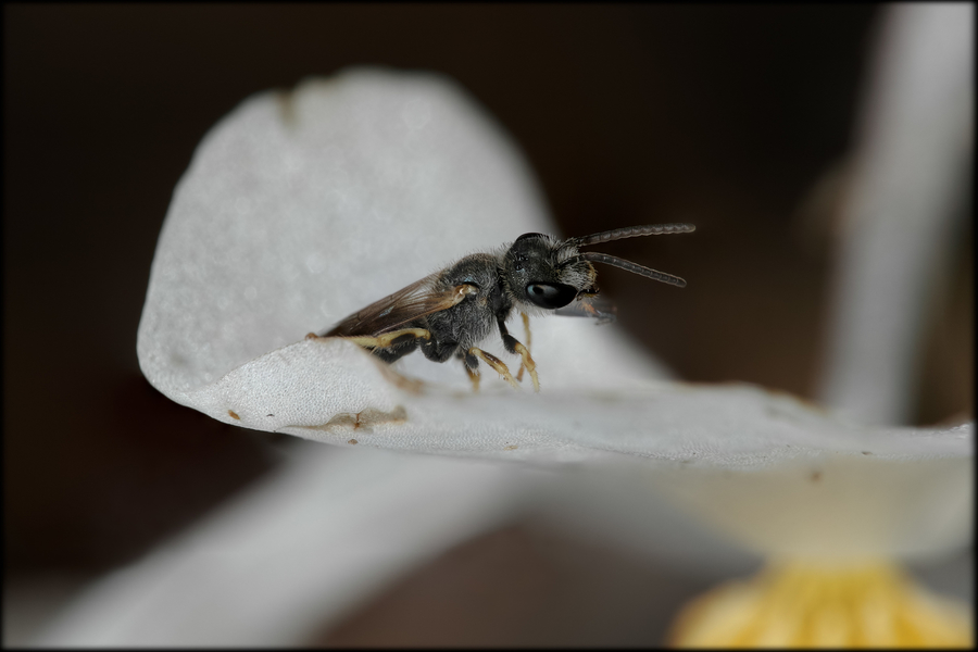 Macro 2:1 en campo y a pulso