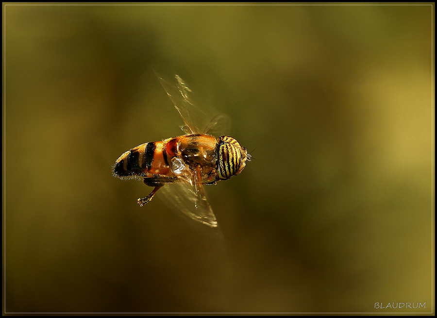 EL VUELO.