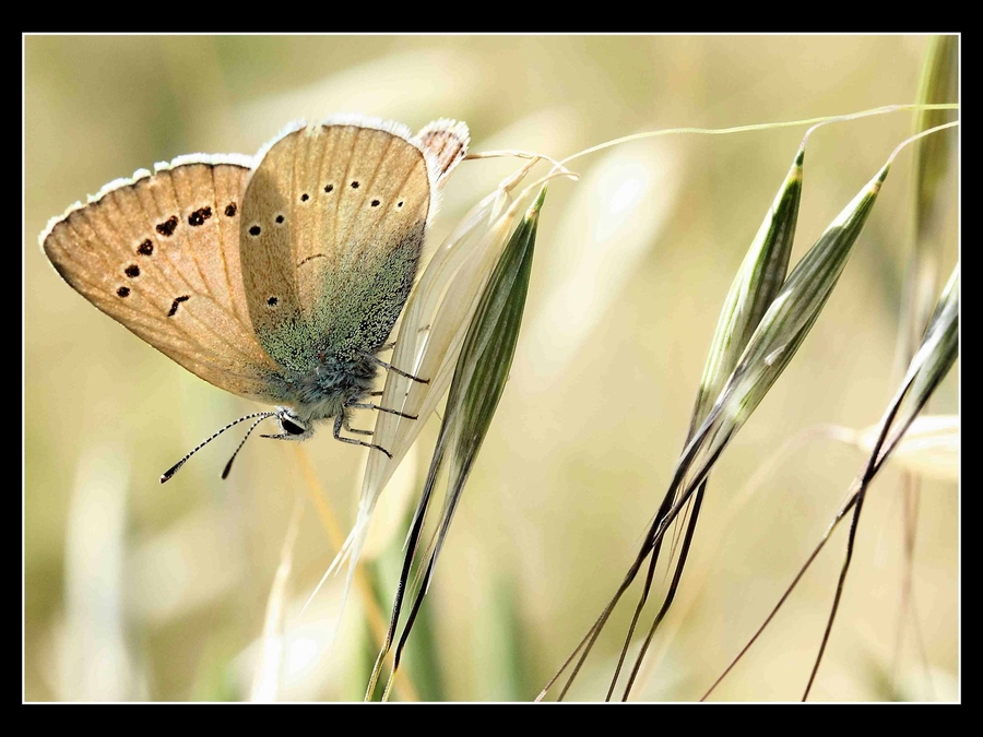 mariposa y espiga