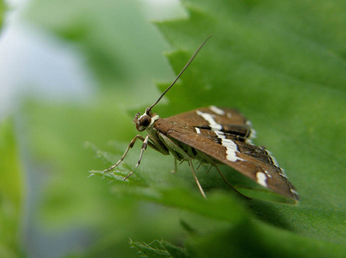 Mariposa