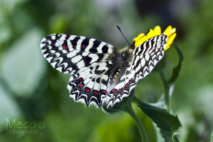 mariposa