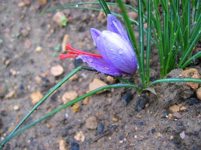 Flor del azafran