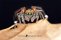 2019-05-28-20_32_58_ZS_PMax_-_Copy.jpg