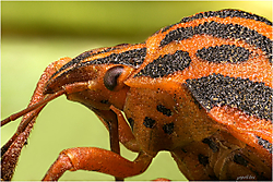 65279_65279_Graphosoma_lineatum_Chinche_rayada_.jpg