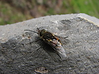 Abeja27.JPG