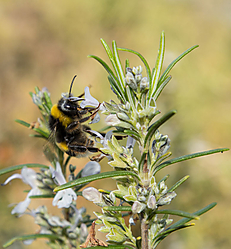 Abeja47.jpg