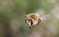 Abeja7.jpg