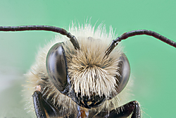 Abeja_limpia_Macros.jpg