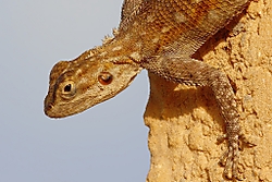 Agama30.jpg