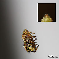 Ara_a-saltadora-con-detalle.jpg