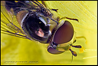 Autorretrato-mosca-espejo-C.jpg