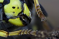 Avispa_Patas1.jpg