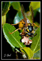 Avispa_comiendo_.jpg