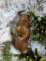 BICHO-RARO_cannistas.jpg