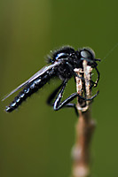 Bicho-1.jpg
