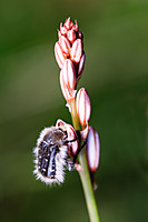 Bicho-2.jpg