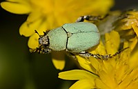 Bicho_en_flor_amarilla.jpg