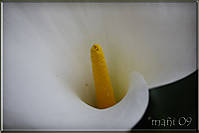 Cala6.jpg