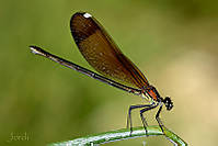 Calopteryx-haemorrhoidalis-.jpg