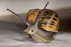Caracol_col_col1.jpg