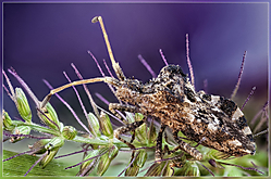 Centrocoris_variegatus_Especie_de_chinche.jpg