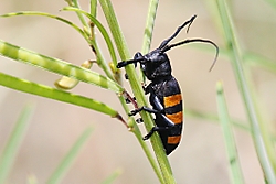 Cerambicido2.jpg