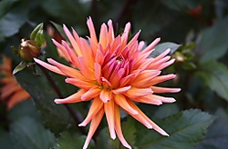 DPP_0024_Copiar_.JPG