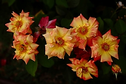 DPP_55_1024x768_.JPG