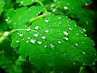 DSC01407.jpg