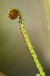 Drosophyllum-lusitanicum.jpg