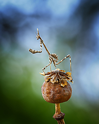 Empusa_pennata.jpg