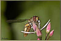 Eristalis_3692.jpg