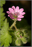 Geranium_molle-2web_850_RGB.jpg