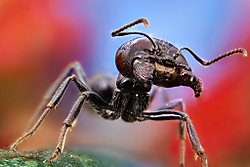 Hormiga-mand_bulas-OD.jpg