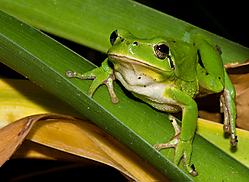 Hyla_meridinalis.jpg