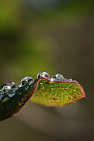 IMG_0009_4_red.jpg