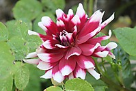 IMG_05702.JPG