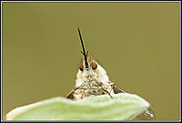 IMG_0637_copiacanonistas.jpg