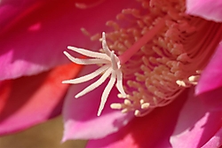 IMG_0884_Large_.JPG